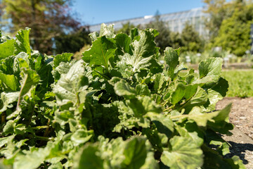 Shortpod mustard or Hirschfeldia Incana plant in Saint Gallen in Switzerland