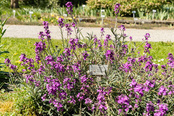 Bowles mauve or Erysimum Bicolor plant in Saint Gallen in Switzerland