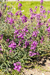 Bowles mauve or Erysimum Bicolor plant in Saint Gallen in Switzerland
