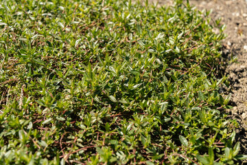 Hoary rockrose or Helianthemum Canum plant in Saint Gallen in Switzerland
