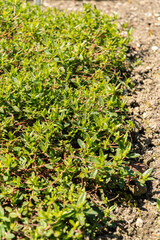 Hoary rockrose or Helianthemum Canum plant in Saint Gallen in Switzerland