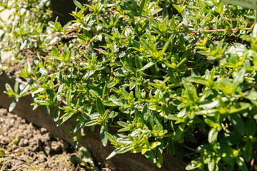 Hoary rockrose or Helianthemum Canum plant in Saint Gallen in Switzerland