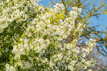 Siberian crab apple or Malus Baccata tree in Saint Gallen in Switzerland