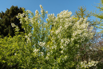 Siberian crab apple or Malus Baccata tree in Saint Gallen in Switzerland