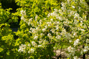 Common pearlbush or Exochorda Giraldii plant in Saint Gallen in Switzerland