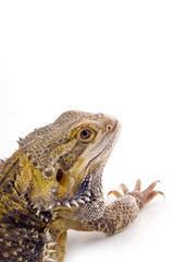 Bearded Dragon Lizard Face