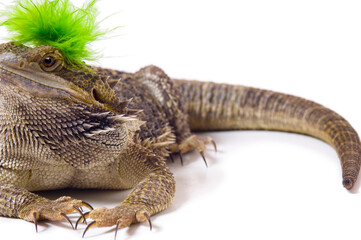 Bearded Dragon Lizard With Mohawk