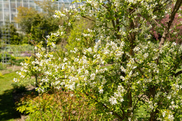 Common pearlbush or Exochorda Giraldii plant in Saint Gallen in Switzerland