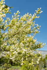 Common pearlbush or Exochorda Giraldii plant in Saint Gallen in Switzerland