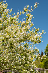 Common pearlbush or Exochorda Giraldii plant in Saint Gallen in Switzerland