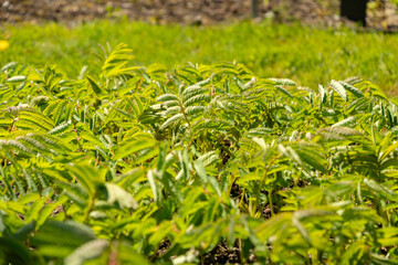 Sanguisorba Dodecandra plant in Saint Gallen in Switzerland