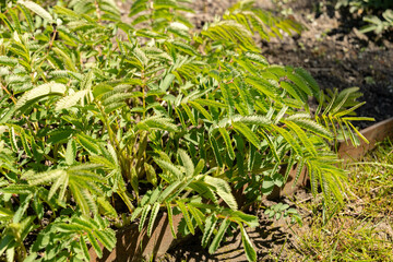 Sanguisorba Dodecandra plant in Saint Gallen in Switzerland