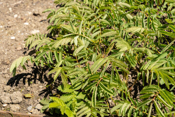 Sanguisorba Dodecandra plant in Saint Gallen in Switzerland