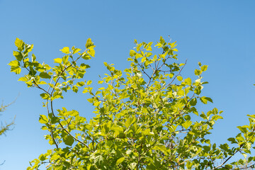 Copenhagen hawthorn or Crataegus Intricata plant in Saint Gallen in Switzerland
