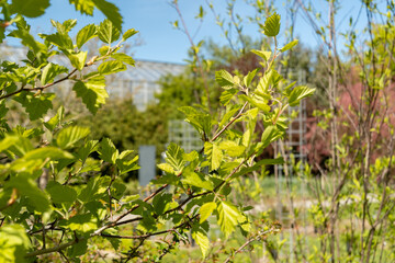 Copenhagen hawthorn or Crataegus Intricata plant in Saint Gallen in Switzerland