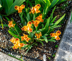 Orange_Iris_Flowers