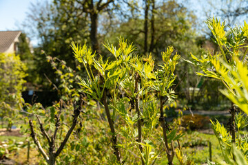 Paeonia Lutea plant in Saint Gallen in Switzerland