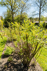 Paeonia Lutea plant in Saint Gallen in Switzerland