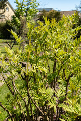 Paeonia Lutea plant in Saint Gallen in Switzerland
