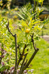 Paeonia Lutea plant in Saint Gallen in Switzerland