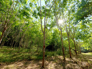 View of a rubber plantation in Thailand. Rubber tree and sunlight.