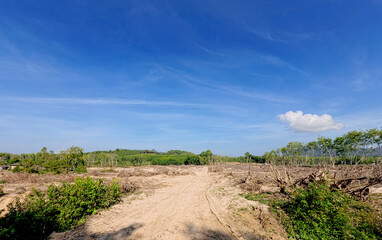 View of a rubber plantation in Thailand. Rubber plantation land has been cut down.