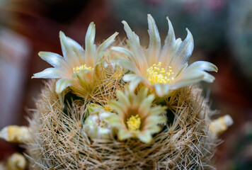 Mammillaria sp., close-up of a cactus blooming with pink flowers in spring