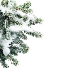 christmas tree branch