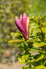 Mulan magnolia or Magnolia Liliiflora nigra plant in Saint Gallen in Switzerland