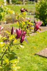 Mulan magnolia or Magnolia Liliiflora nigra plant in Saint Gallen in Switzerland