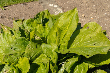 Asian skunk cabbage or Lysichiton Camtschatcensis plant in Saint Gallen in Switzerland