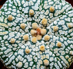 Cacti Astrophytum asterias cv. Super Kabuto, close-up of a hybrid plant from a botanical collection