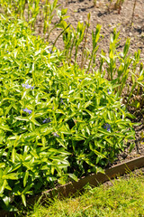 Lesser periwinkle or Vinca Minor plant in Saint Gallen in Switzerland