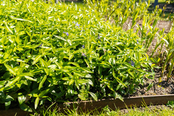 Lesser periwinkle or Vinca Minor plant in Saint Gallen in Switzerland