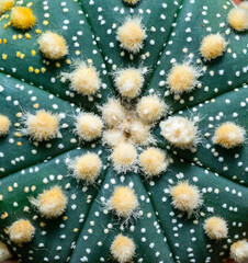 Cacti cultivar Astrophytum asterias, close-up of a hybrid plant from a botanical collection
