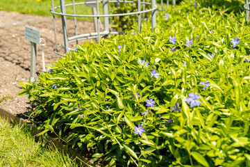 Lesser periwinkle or Vinca Minor plant in Saint Gallen in Switzerland