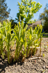 Eastern bluestar or Amsonia Tabernaemontana plant in Saint Gallen in Switzerland