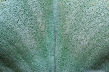 Side view, Close-up of Astrophytum cactus with small dots on stem in botanical collection