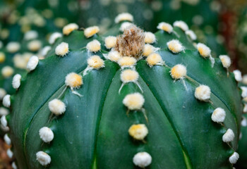 Cacti cultivar Astrophytum asterias, close-up of a hybrid plant from a botanical collection