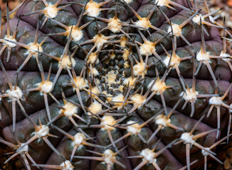 Gymnocalycium sp., Close-up of a cactus in a botanical collection