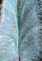 Side view, Close-up of Astrophytum cactus with small dots on stem in botanical collection