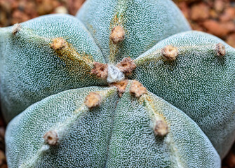 Cacti Astrophytum myriostigma - thornless cactus with white arola in the botanical collection
