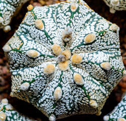 Cacti Astrophytum asterias cv. Super Kabuto, close-up of a hybrid plant from a botanical collection