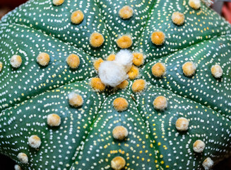 Cacti cultivar Astrophytum asterias, close-up of a hybrid plant from a botanical collection