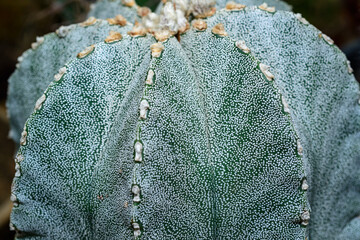 Cacti Astrophytum myriostigma - thornless cactus with white arola in the botanical collection