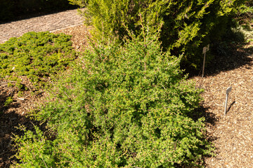 European larch or Larix Decidua tree in Saint Gallen in Switzerland