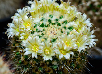 Mammillaria sp., close-up of a cactus blooming with pink flowers in spring