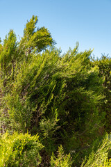 Chinese thuja or Platycladus Orientalis Sieboldii plant in Saint Gallen in Switzerland