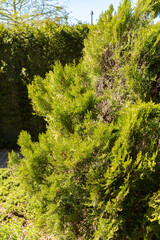 Chinese thuja or Platycladus Orientalis Sieboldii plant in Saint Gallen in Switzerland