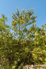 Chinese plum yew or Cephalotaxus Fortunei tree in Saint Gallen in Switzerland
